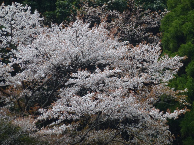 blooming_sakura